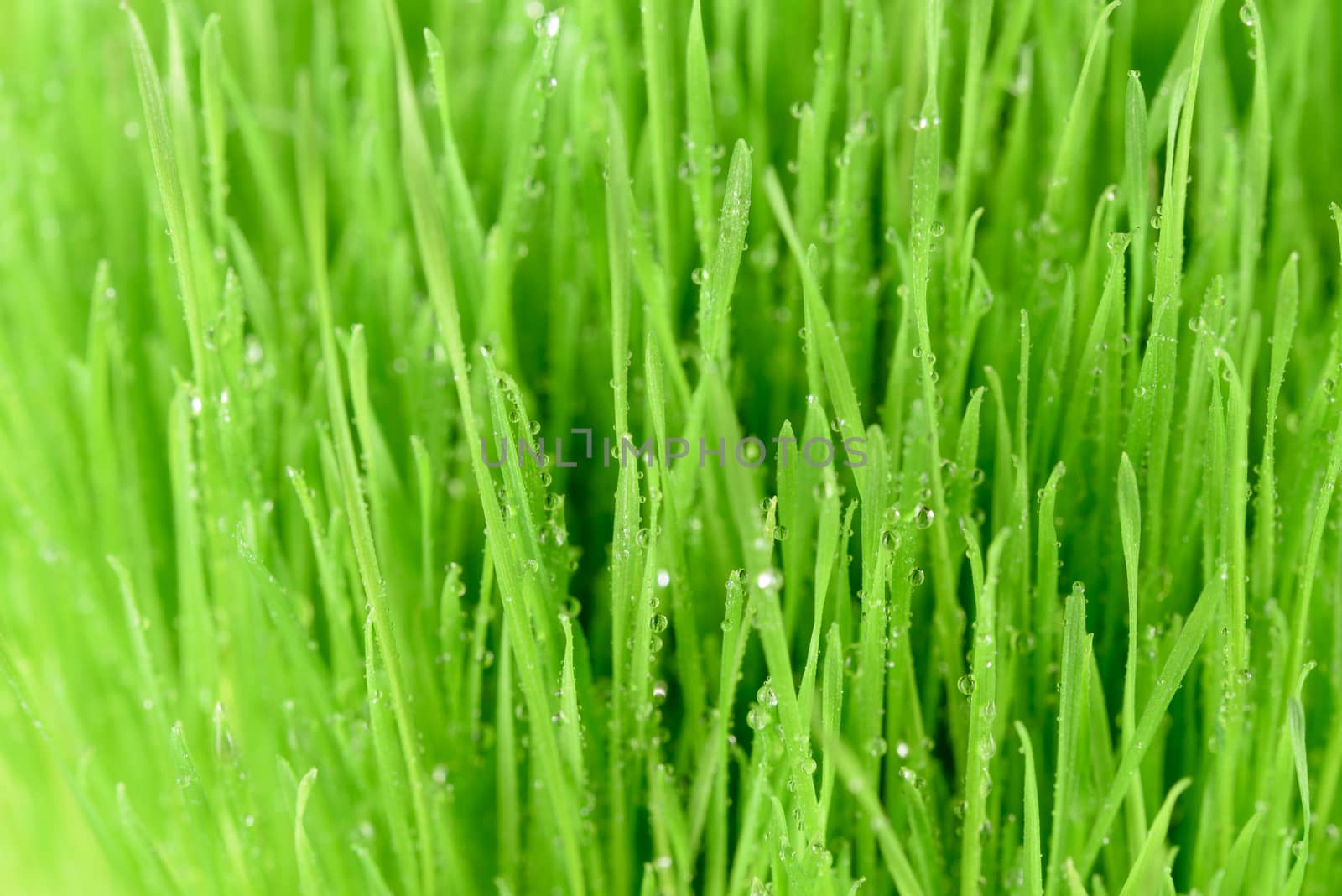 Abstract fresh nature background - intensive green grass with dew drops in close-up.