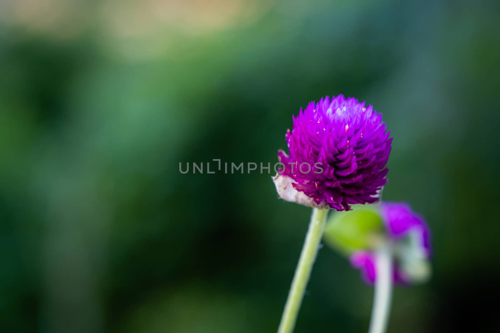 The Select focus of Top view of flowers of Purple Grobe Amaranth or Bachelor's Button