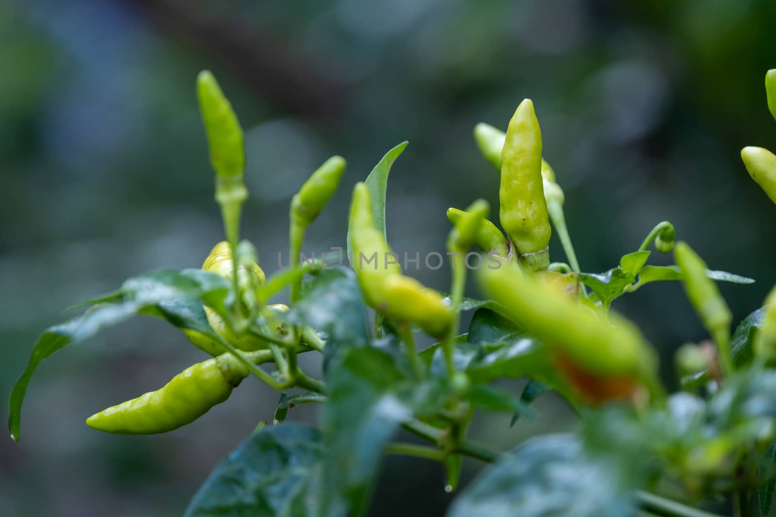 The Select focus Close up shot of a green chilli tree in the garden