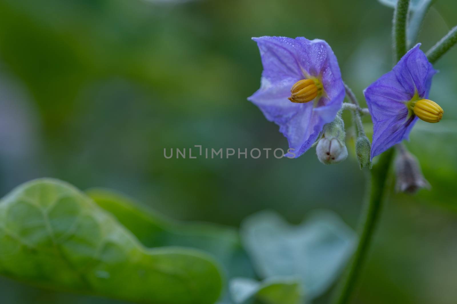 Select focus Close up Thai Eggplant with flower on green leaf and tree with blur background by peerapixs