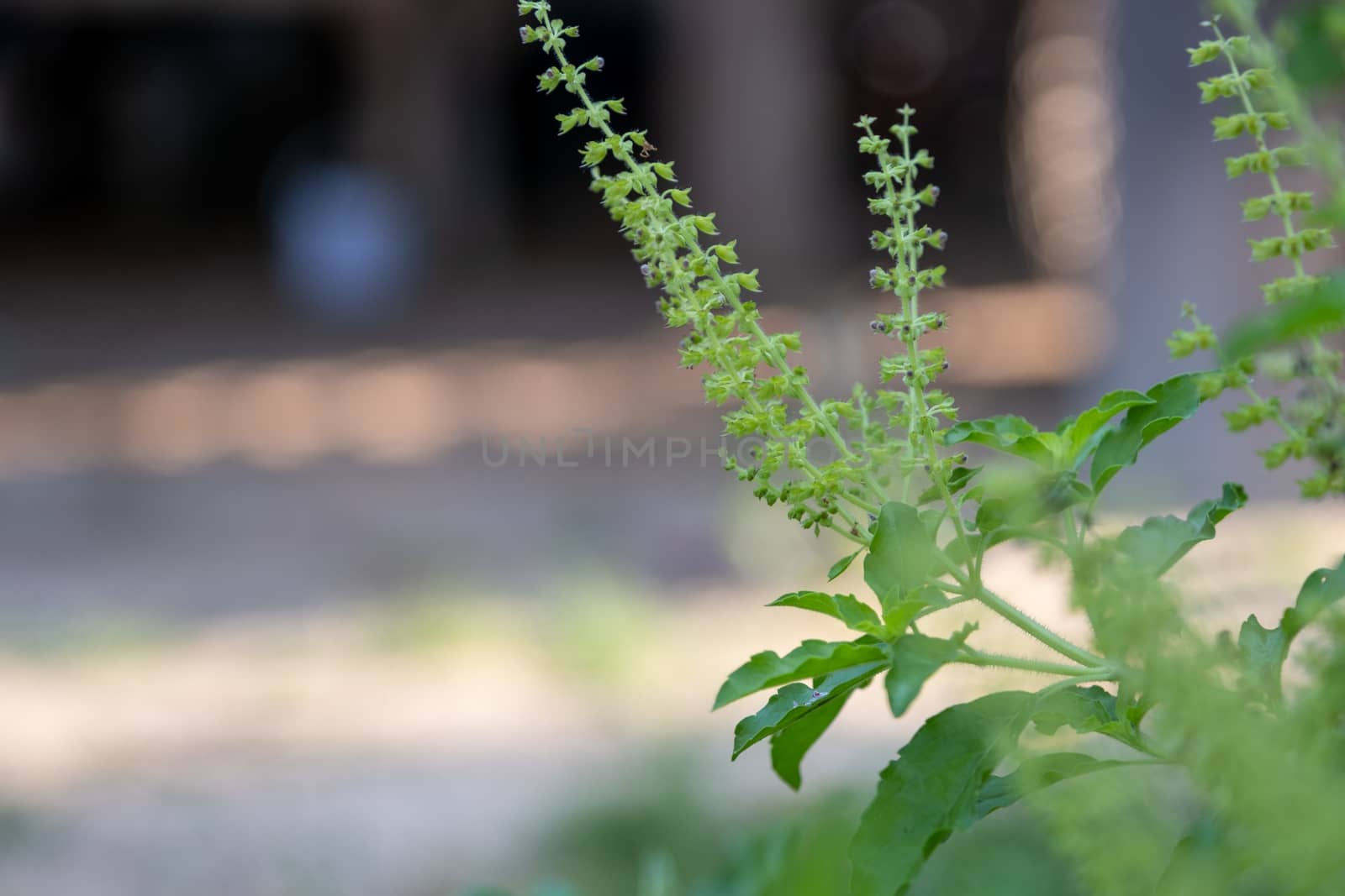 Fresh basil plant tree on nature background - Green leaf and purple basil flower vegetable and herb plant in thai asian. Fresh basil plant tree on nature by peerapixs