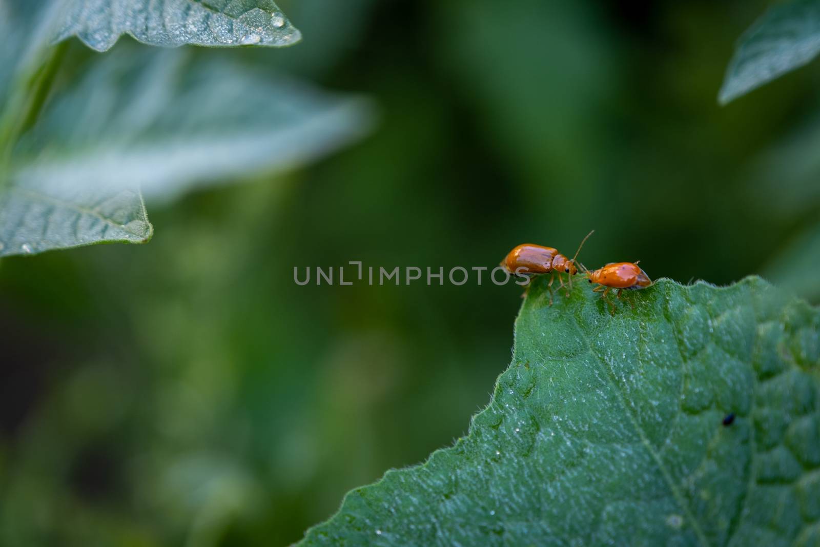 The Couple of ladybugs on a Pumpkin leaves over green background