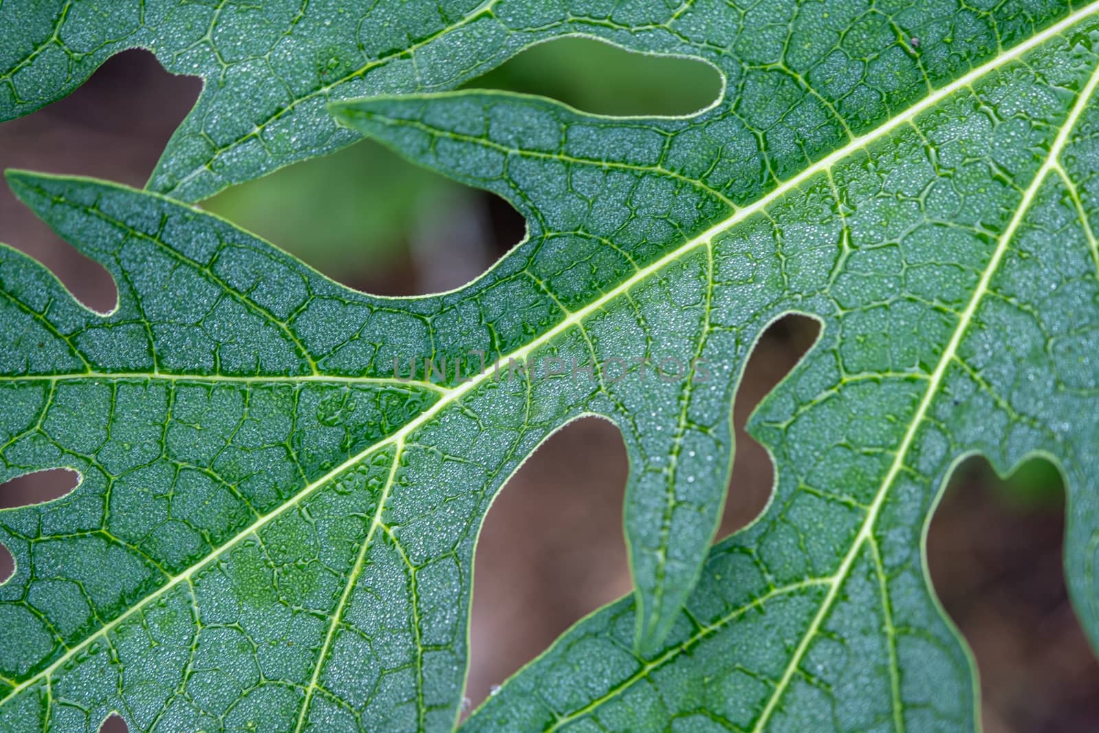 Fresh green leaves of a papaya tree for background use by peerapixs