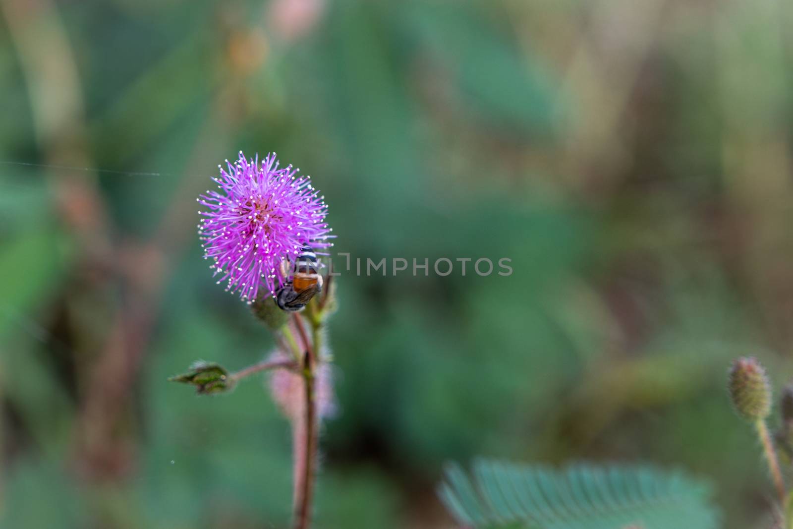 Closeup to Sensitive Plant Flower, Mimosa Pudica with small bee on blur background by peerapixs