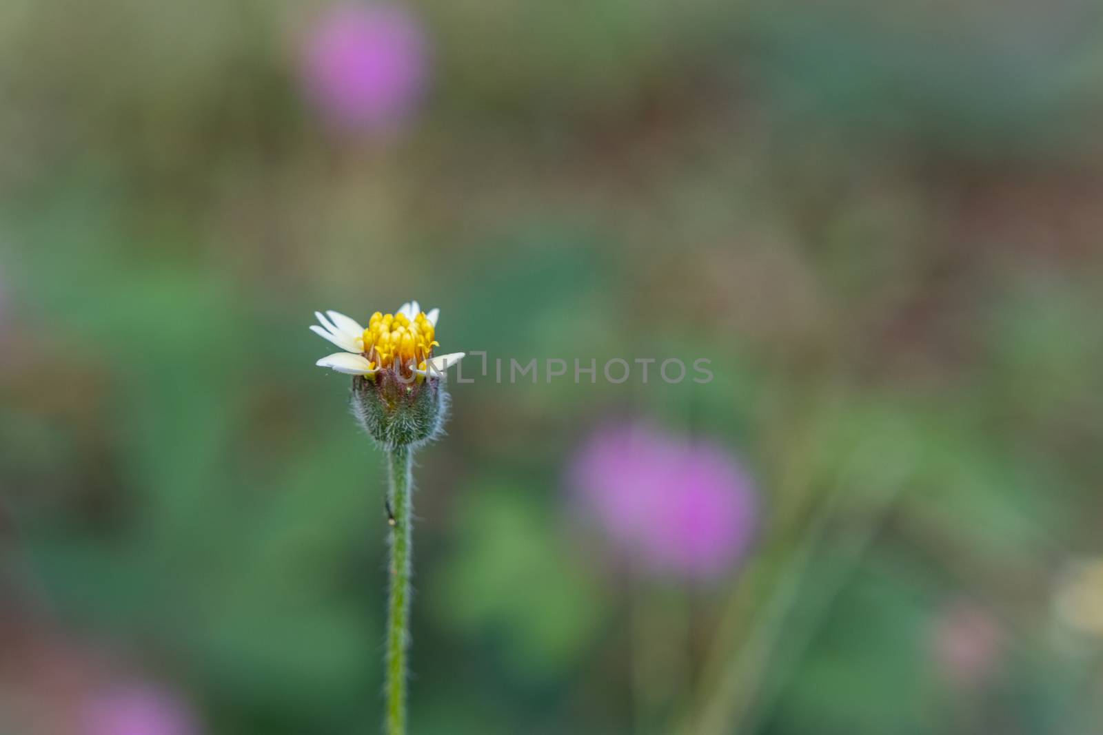 A white wild daisy grass flowers under summer sunlight selective focus green grass field with blur authentic outdoor background