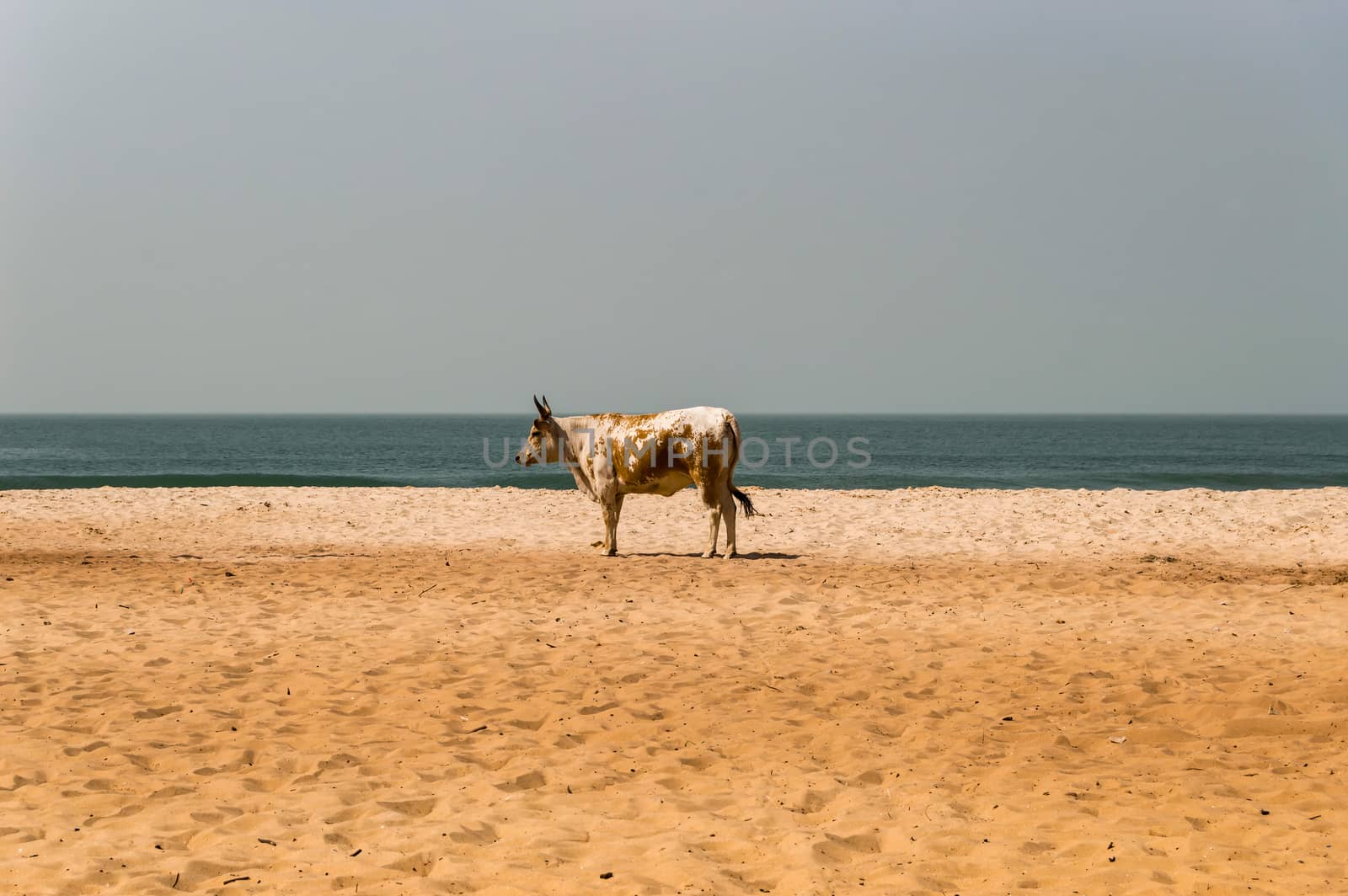Bull on the beach in the town of Bijilo  by Philou1000