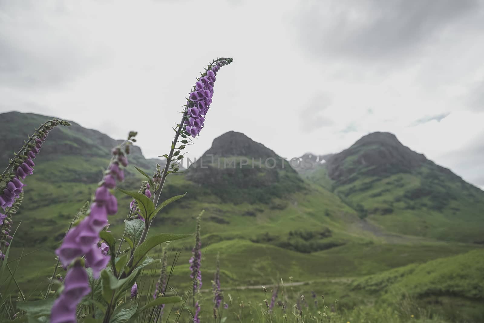 Beautiful landscape of the three sisters in Glencoe, Scotland with a purple flower in front of it