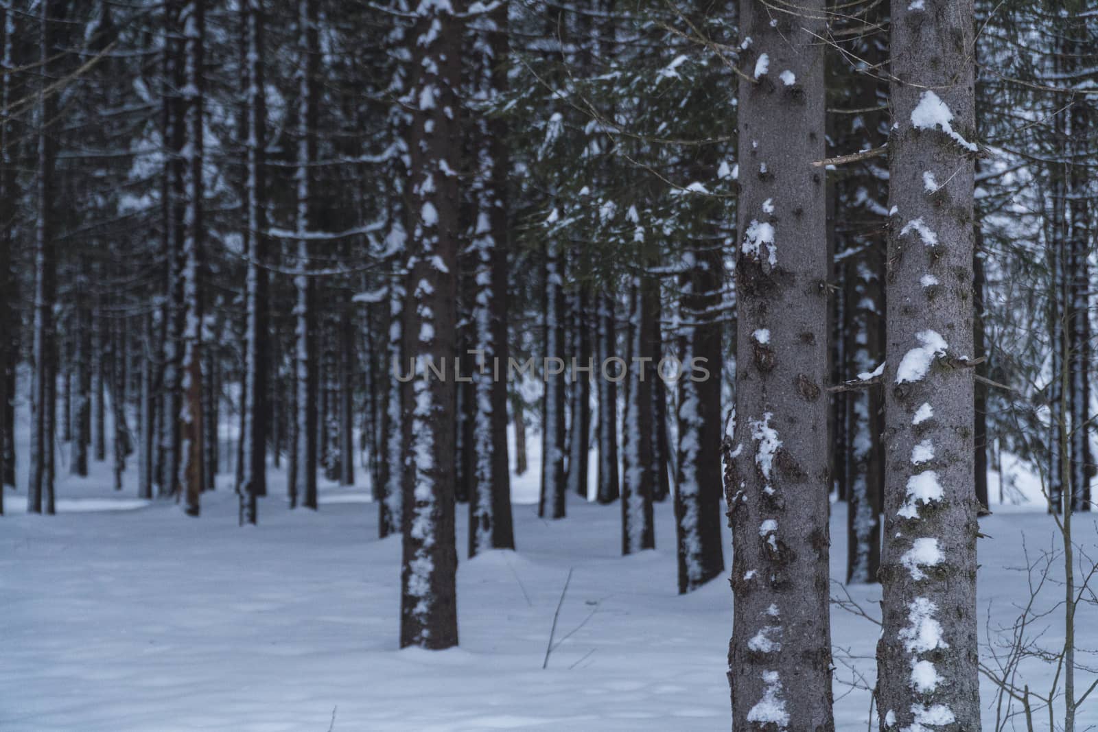 Pines in forest with snow in oslo, Norway in winter