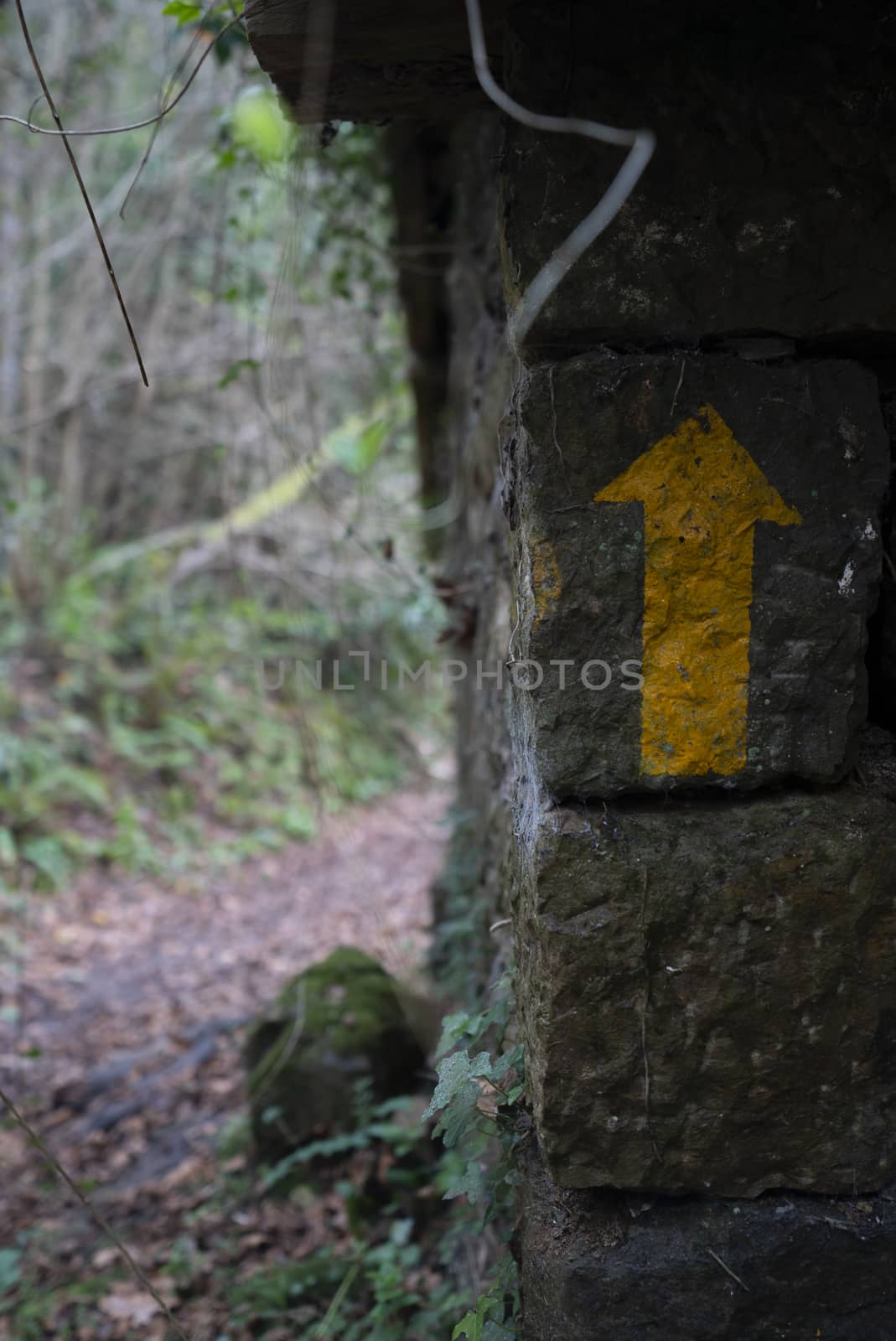 Arrow pointing up in a nature path in the middle of a forest