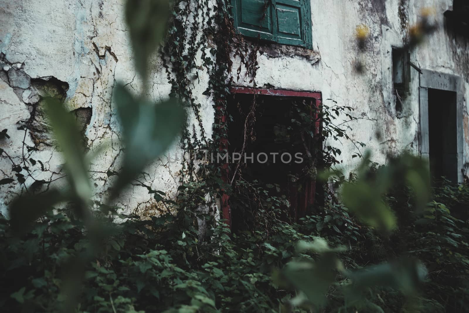 Abandon house door with branches and leaves all over the wall and inside the building