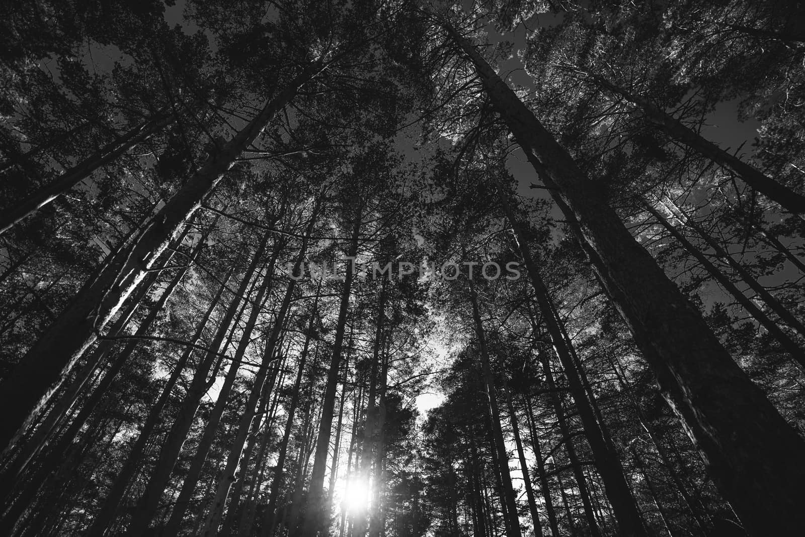 Sunset through the trees in a forest in black and white photo