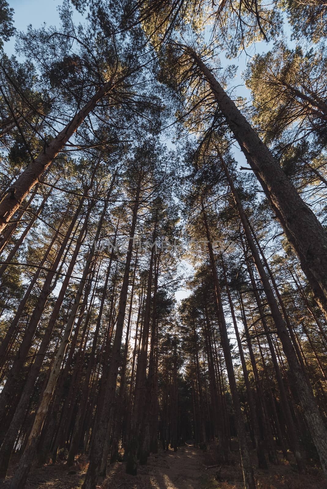 Sunset in a forest by sergio_amate