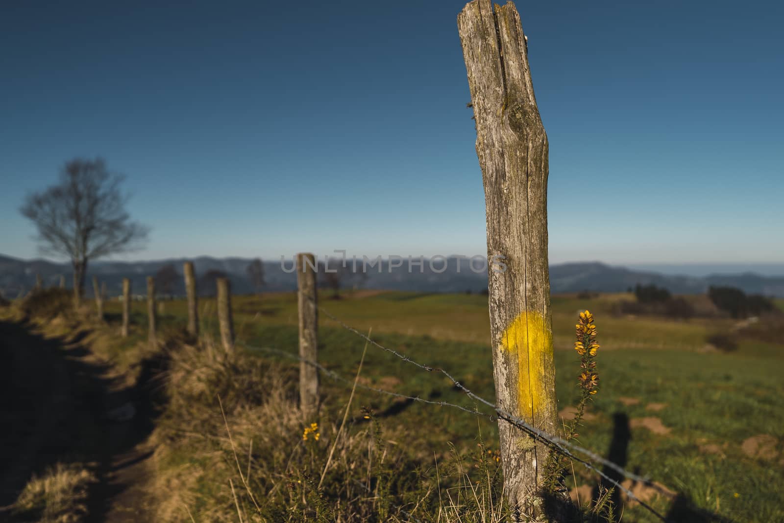 Arrow painted in a branch pointing the way of the path through the grassland