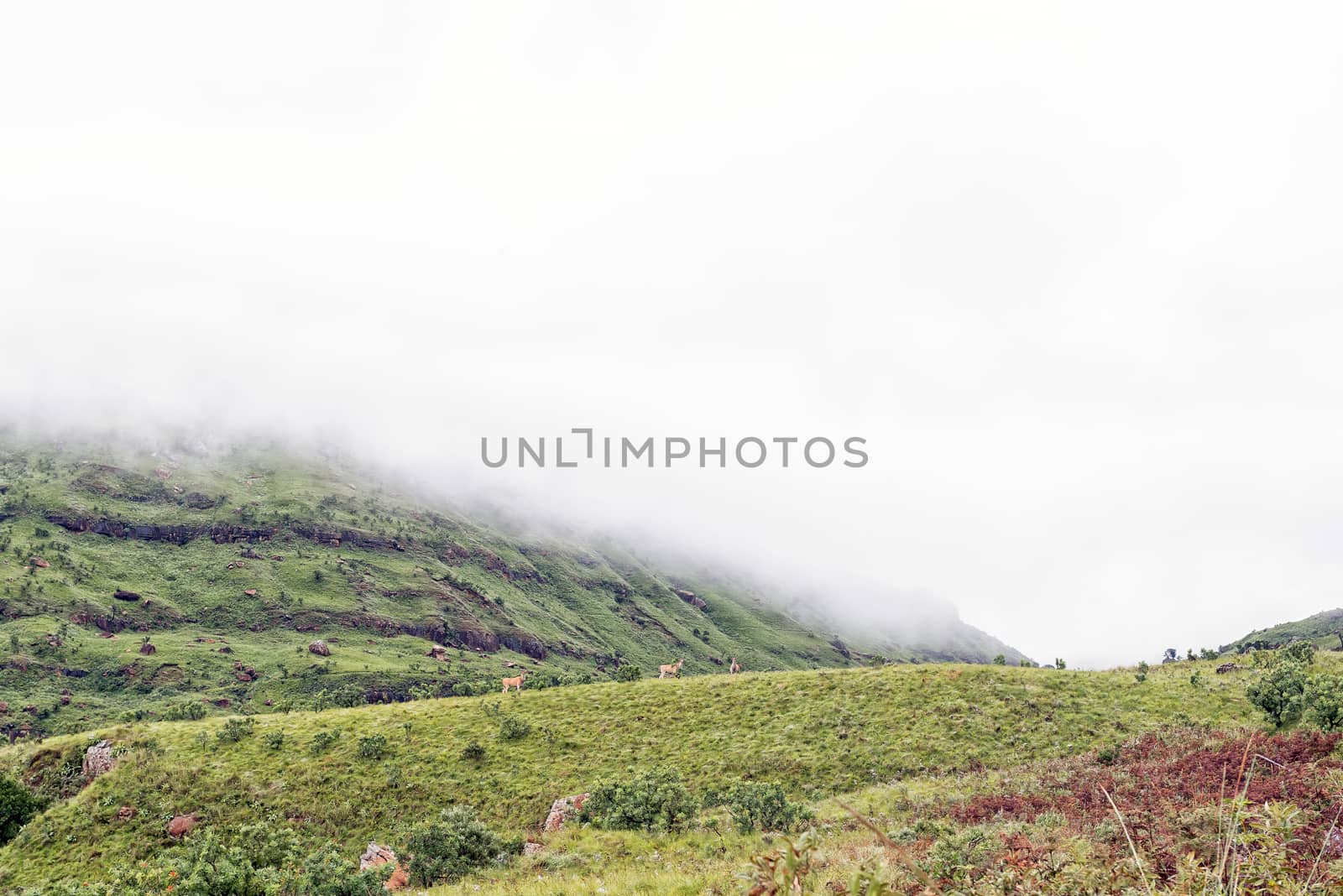 Eland are visible on the slopes of Ploughmans Kop near Mahai