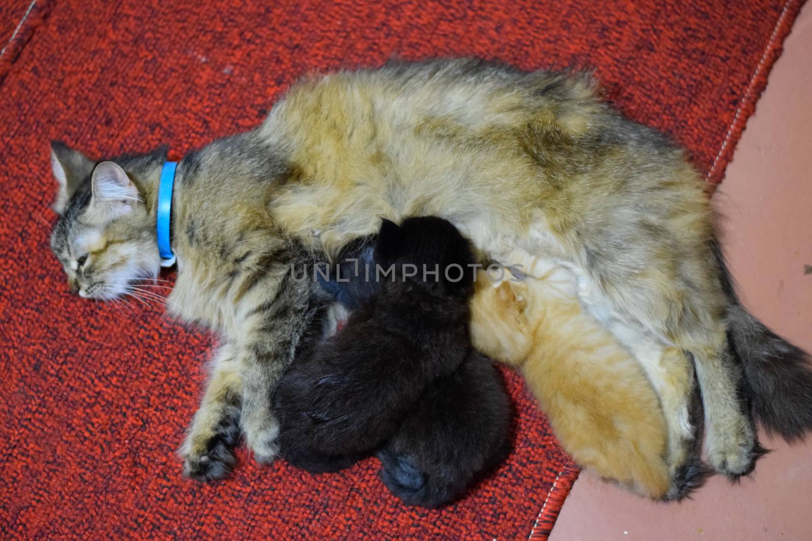 Cat mom feeds kittens milk. Kittens and a cat lie on the carpet