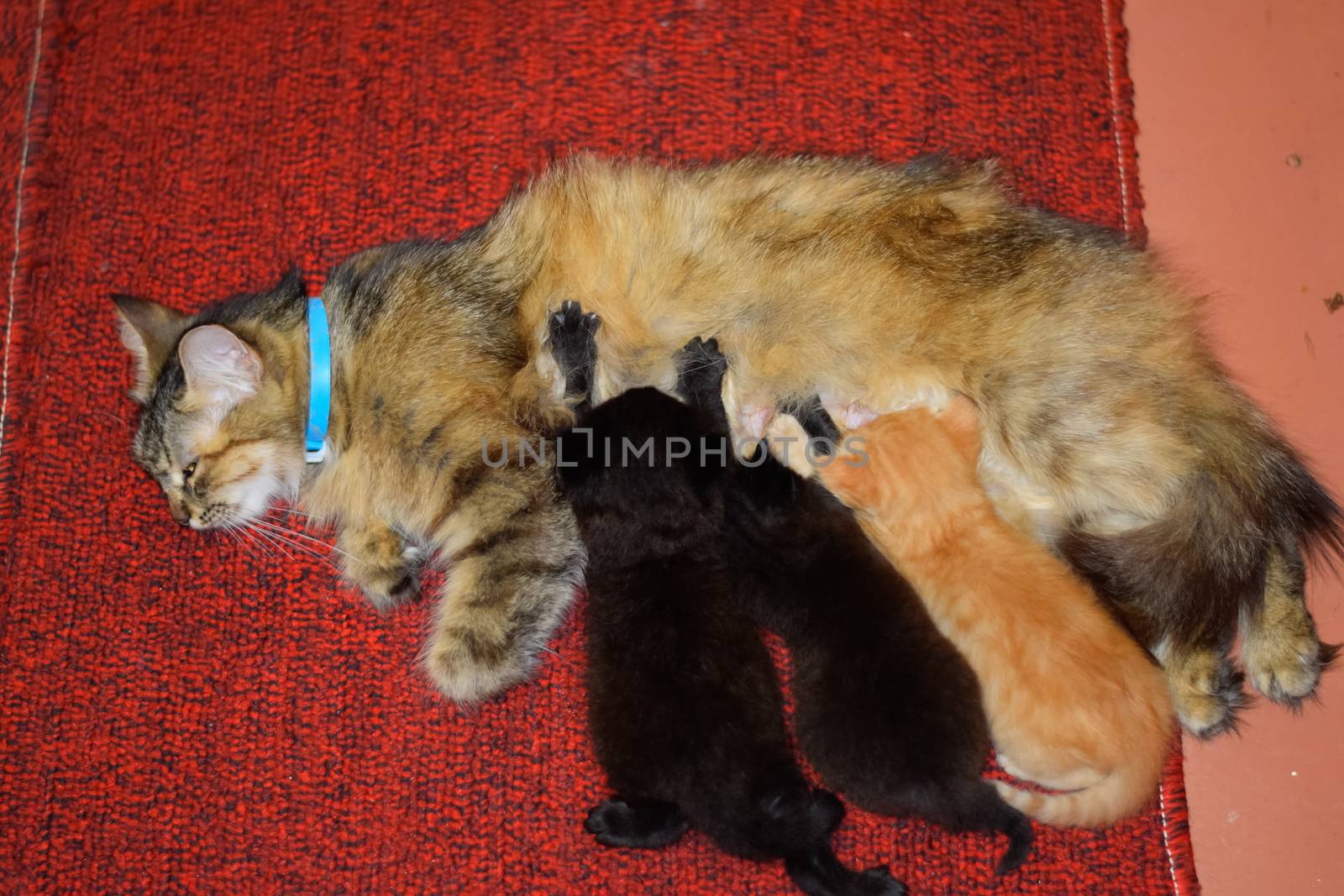 Cat mom feeds kittens milk. Kittens and a cat lie on the carpet