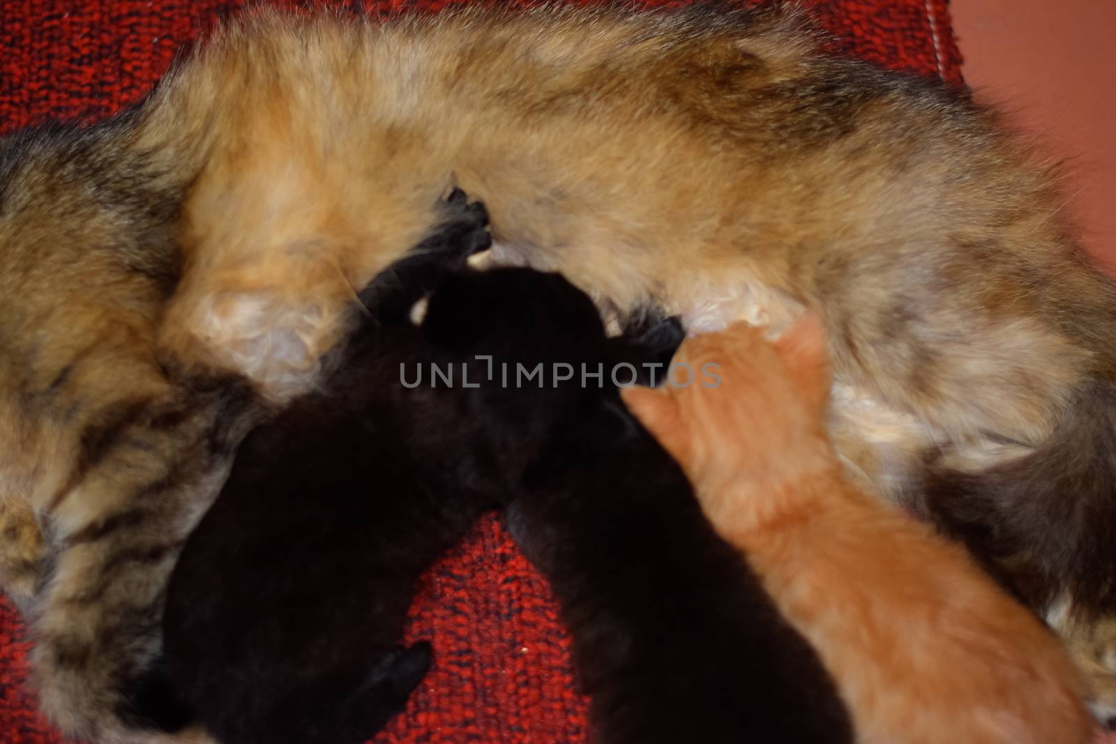 Cat mom feeds kittens milk. Kittens and a cat lie on the carpet