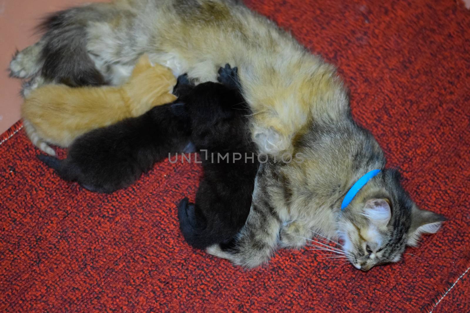 Cat mom feeds kittens milk. Kittens and a cat lie on the carpet