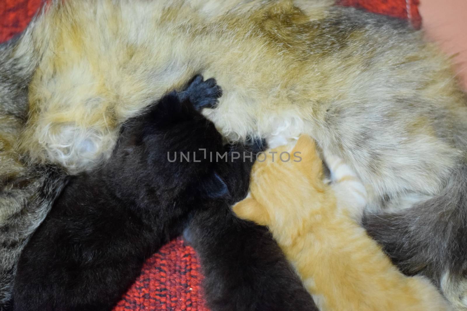 Cat mom feeds kittens milk. Kittens and a cat lie on the carpet