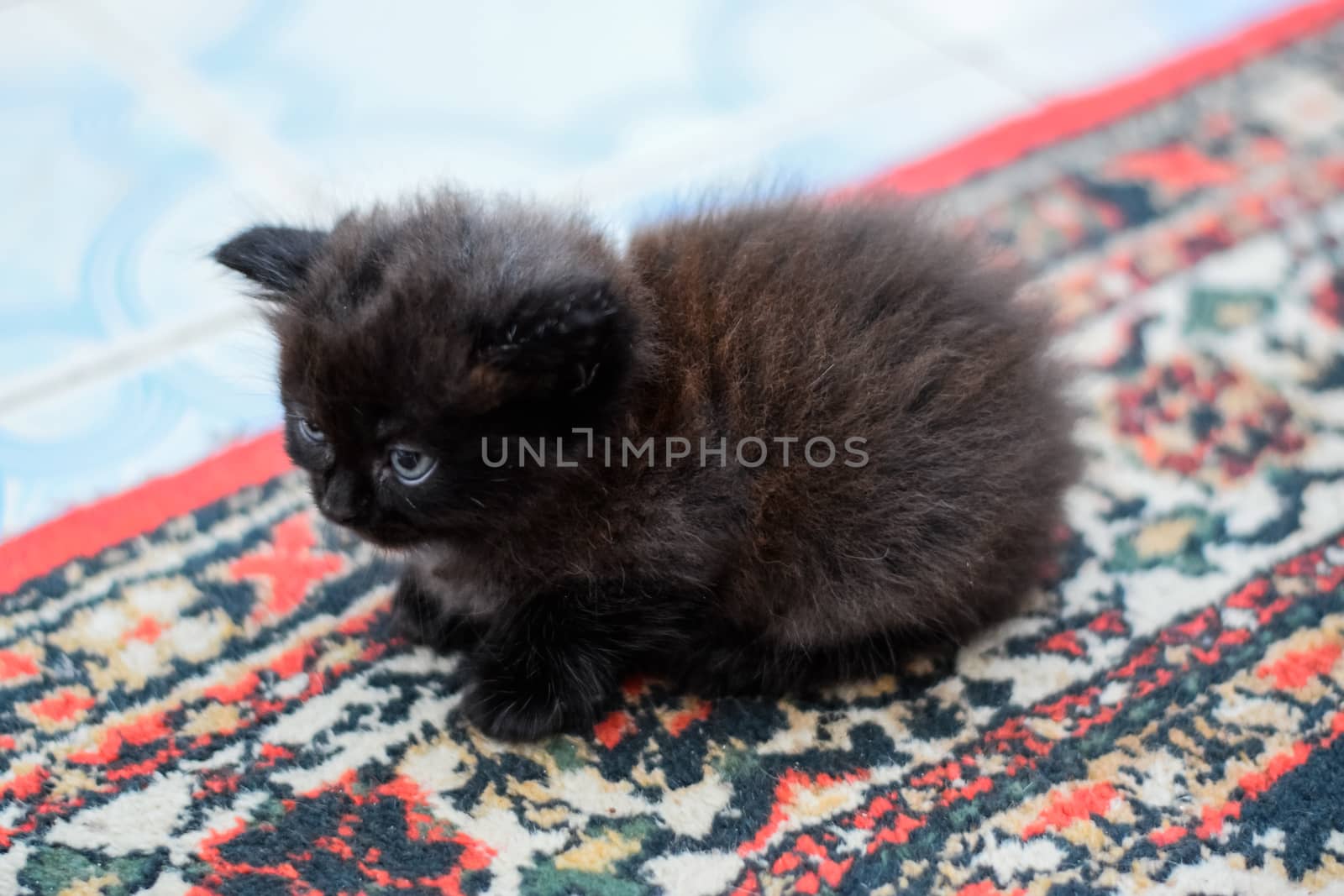 Fluffy black kitten on the carpet on the floor.