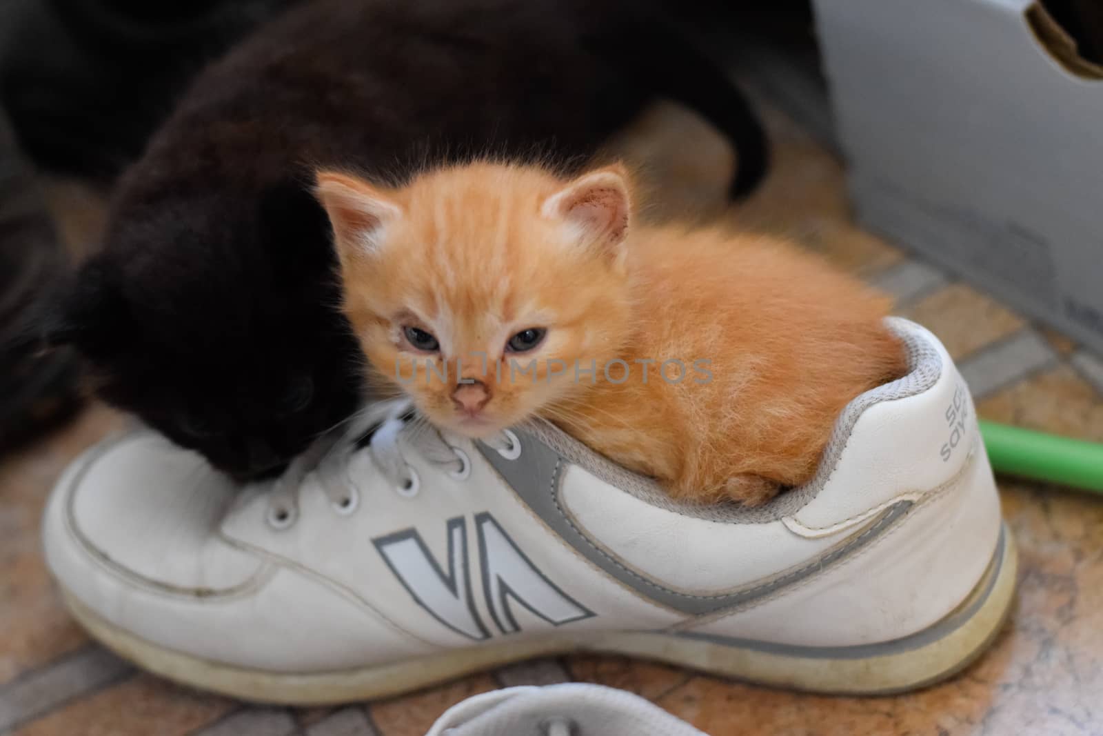 Kittens in a shoe. Kittens play together.