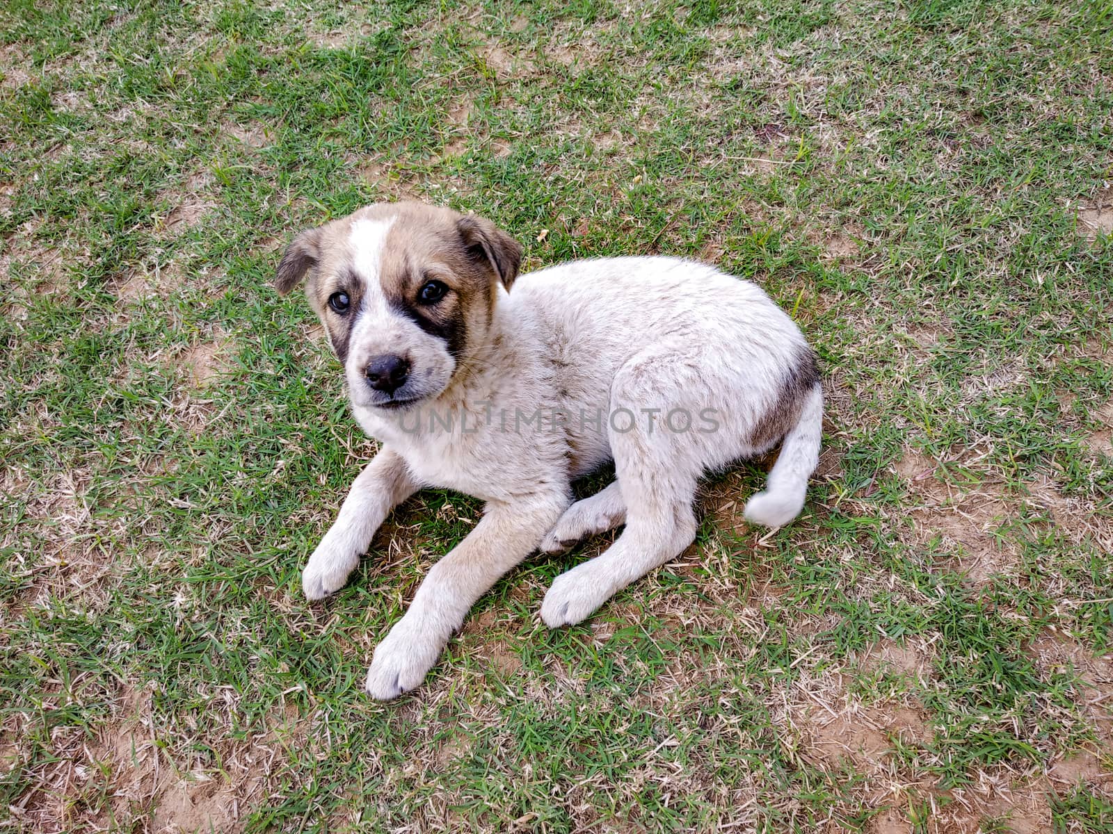 Stray dog cute puppy seating in the lawn looking at camera