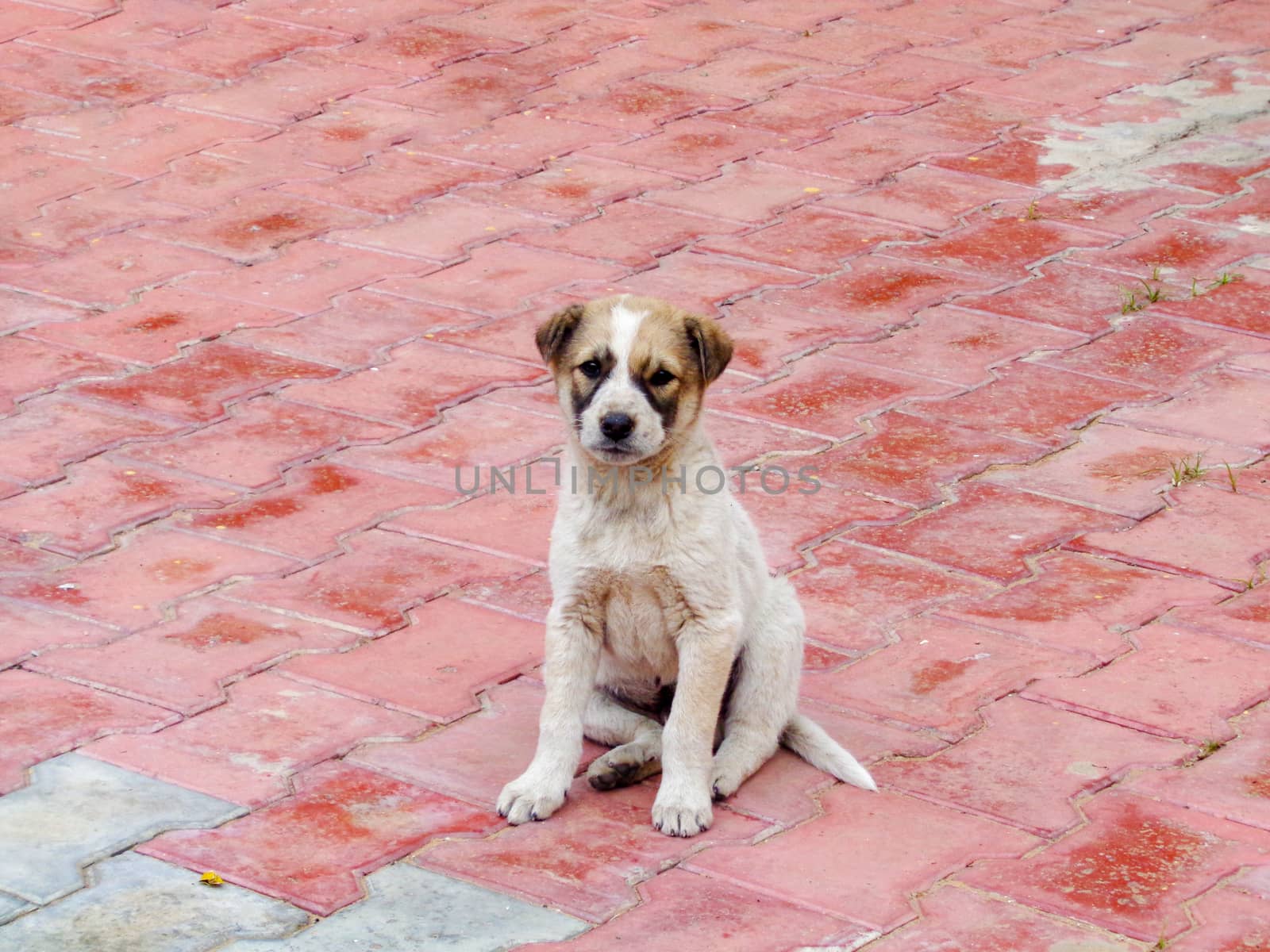 Stray dog cute puppy seating in the lawn looking at camera