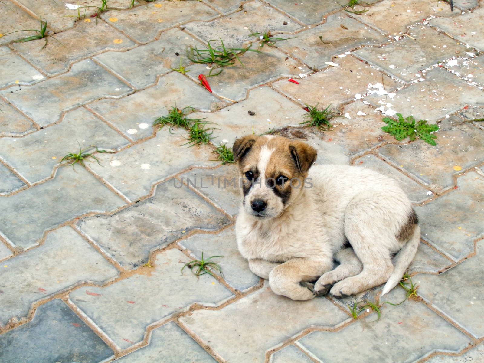 Stray dog cute puppy seating in the lawn