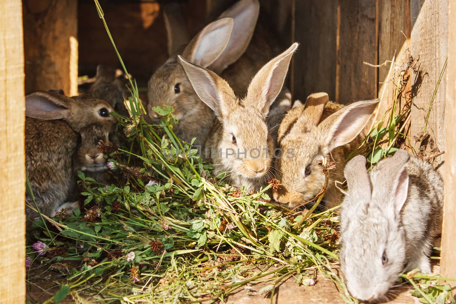 young rabbits in a cage on private farm in russian village