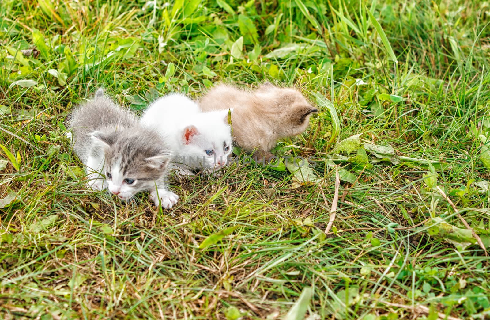 three kittens walking on grass in the garden on summer day