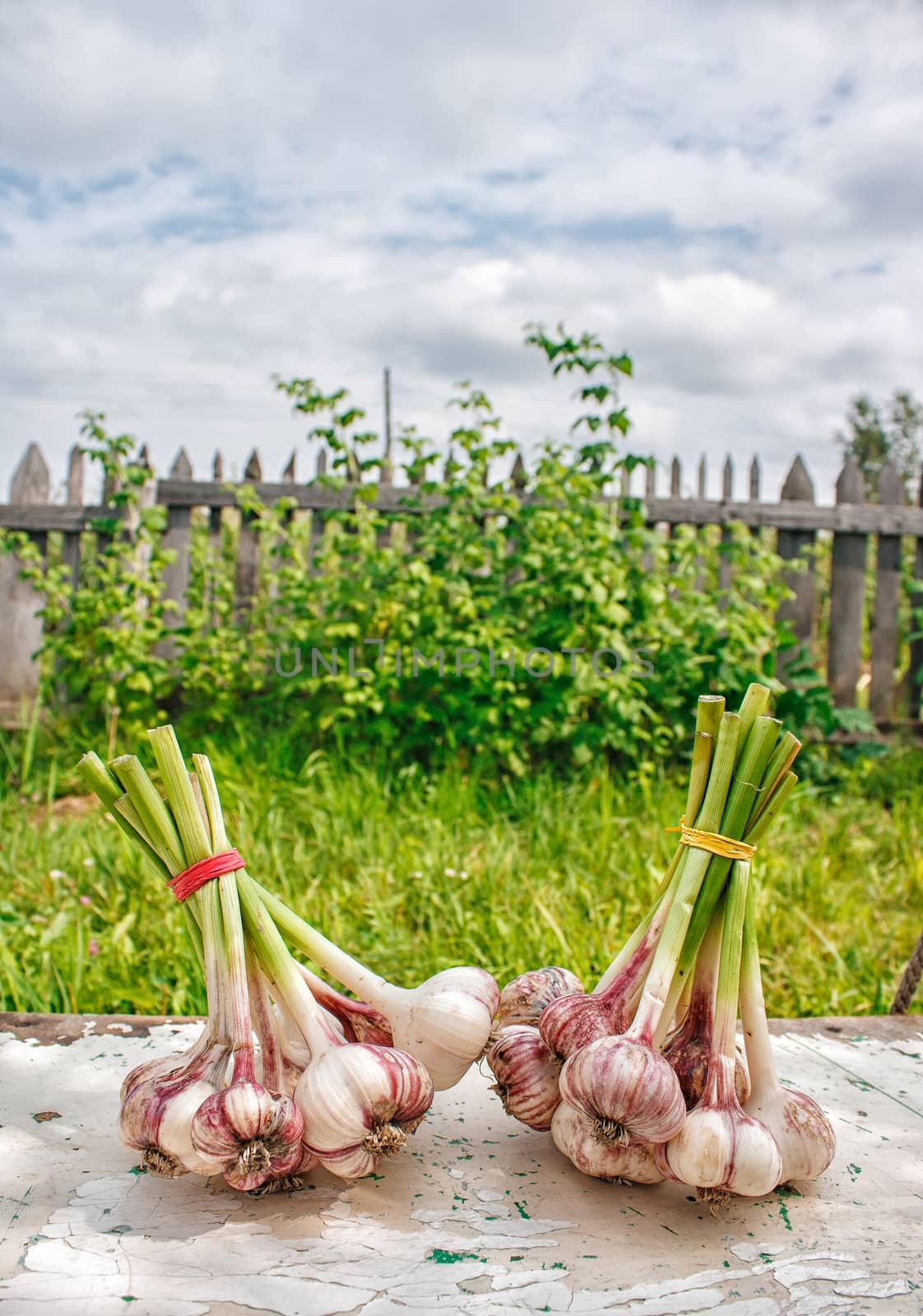 two bundles of garlic lying on the wooden table outdoor on summer day closeup