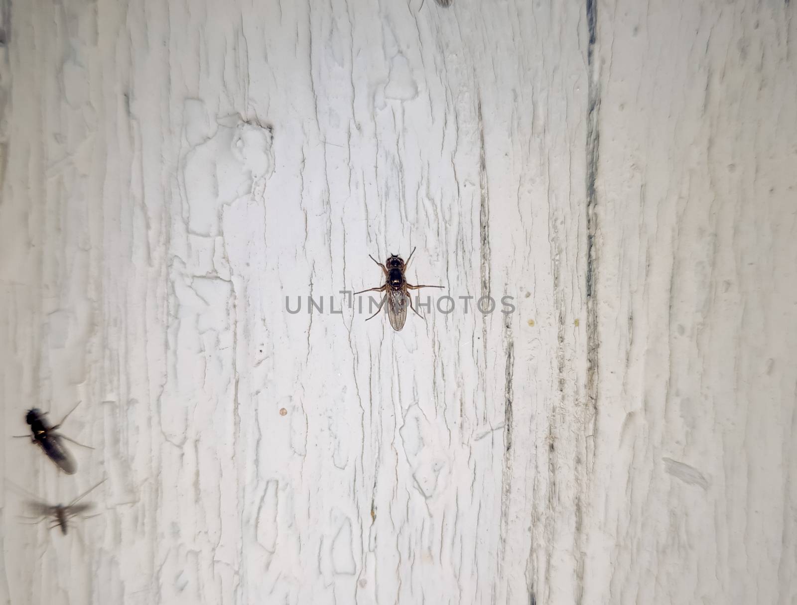 A little fly is sitting on a white board. Nocturnal insects.