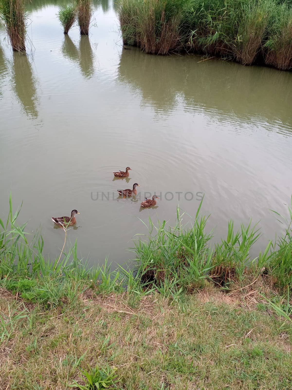Female ducks swim in the pond. A pond with ducks.