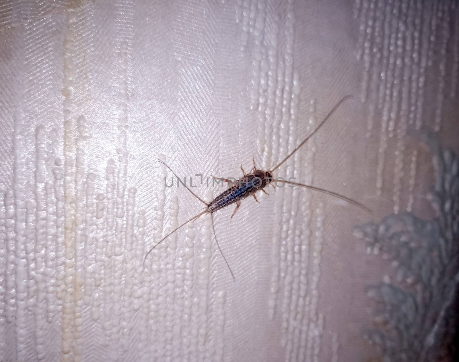 Insect silverfish on old wallpaper. paper pest.