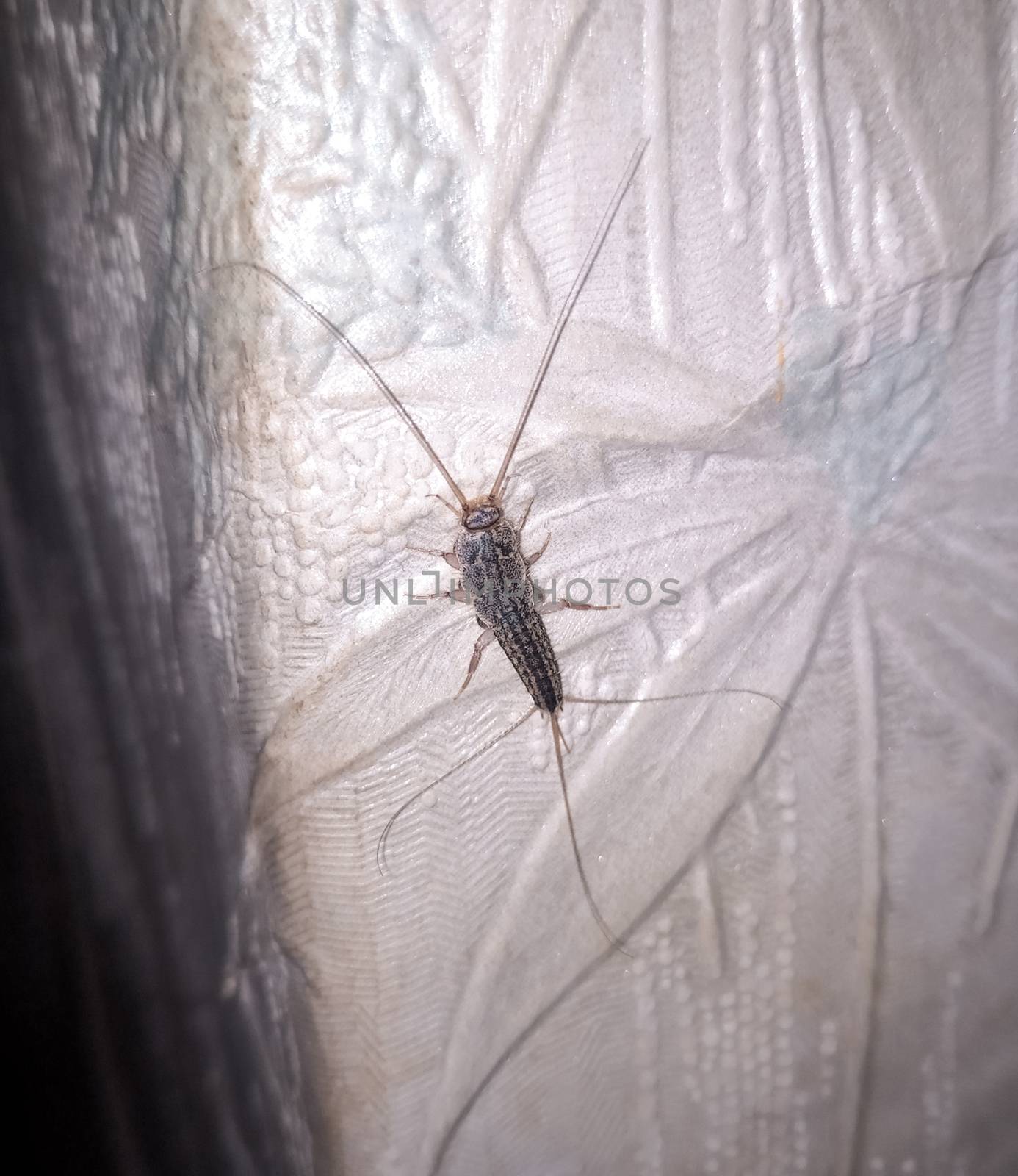 Insect silverfish on old wallpaper. paper pest.