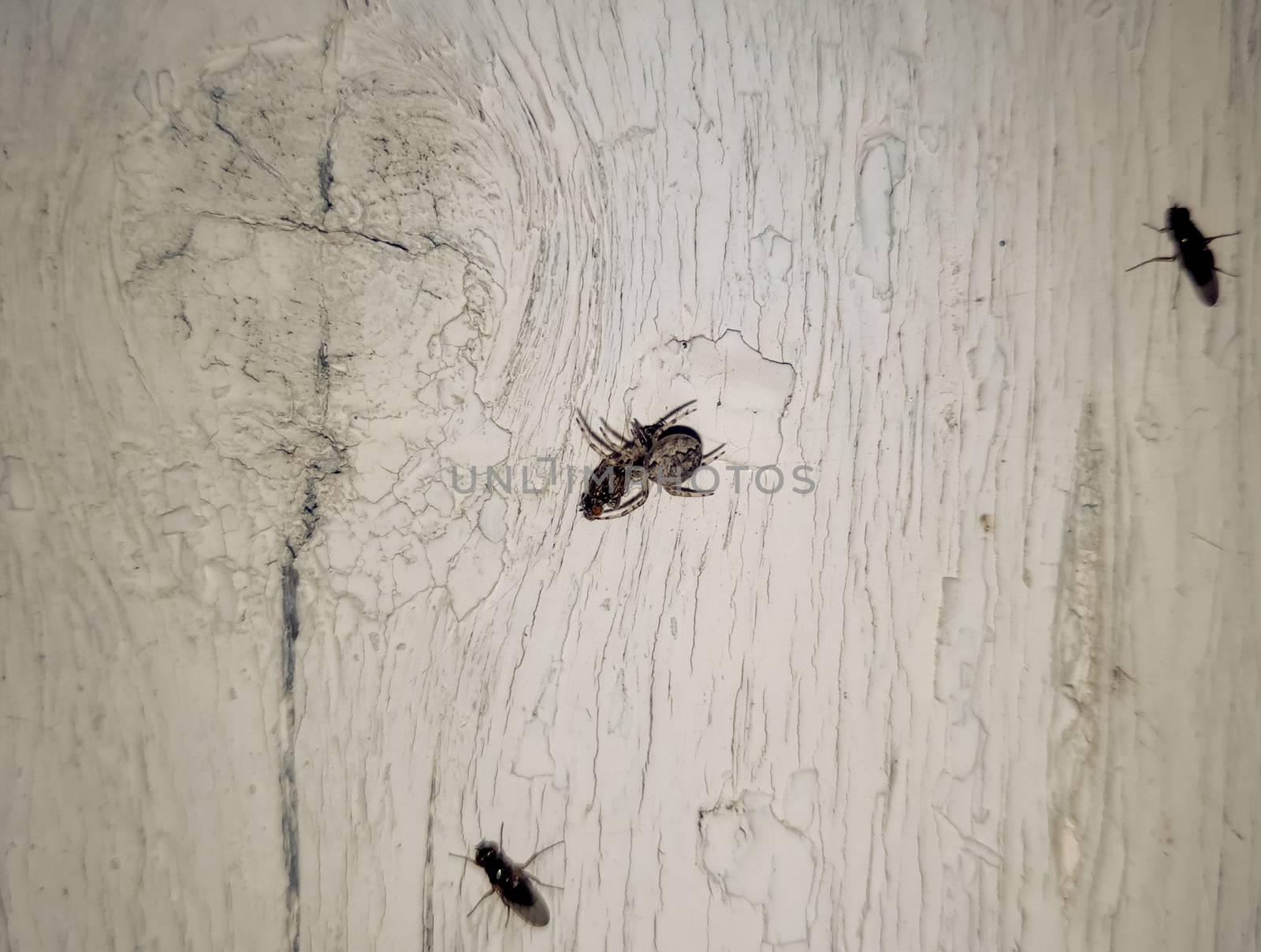 Spider crusader caught a fly and eats. Spider Predator