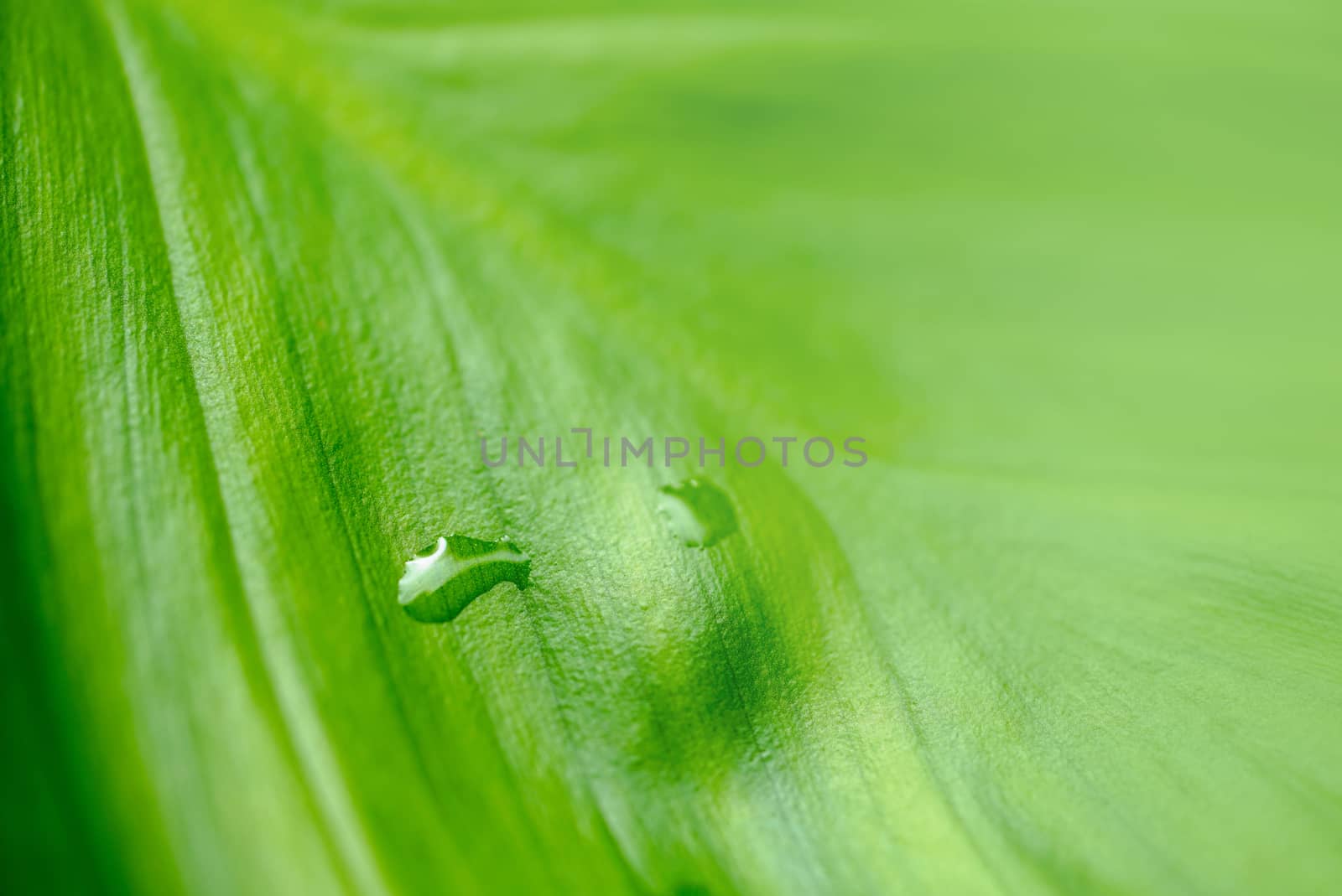 Closeup of green leaf in the garden. Greenery background with copy space, wallpaper concept.