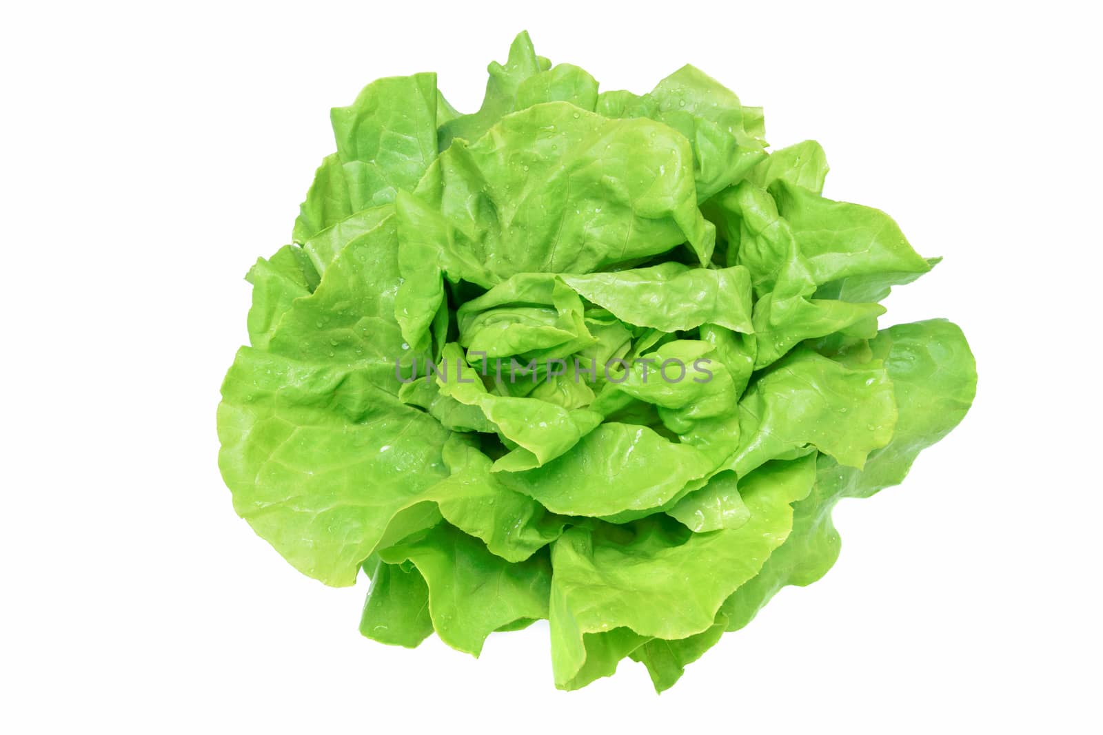 Perfect green lettuce by wdnet_studio