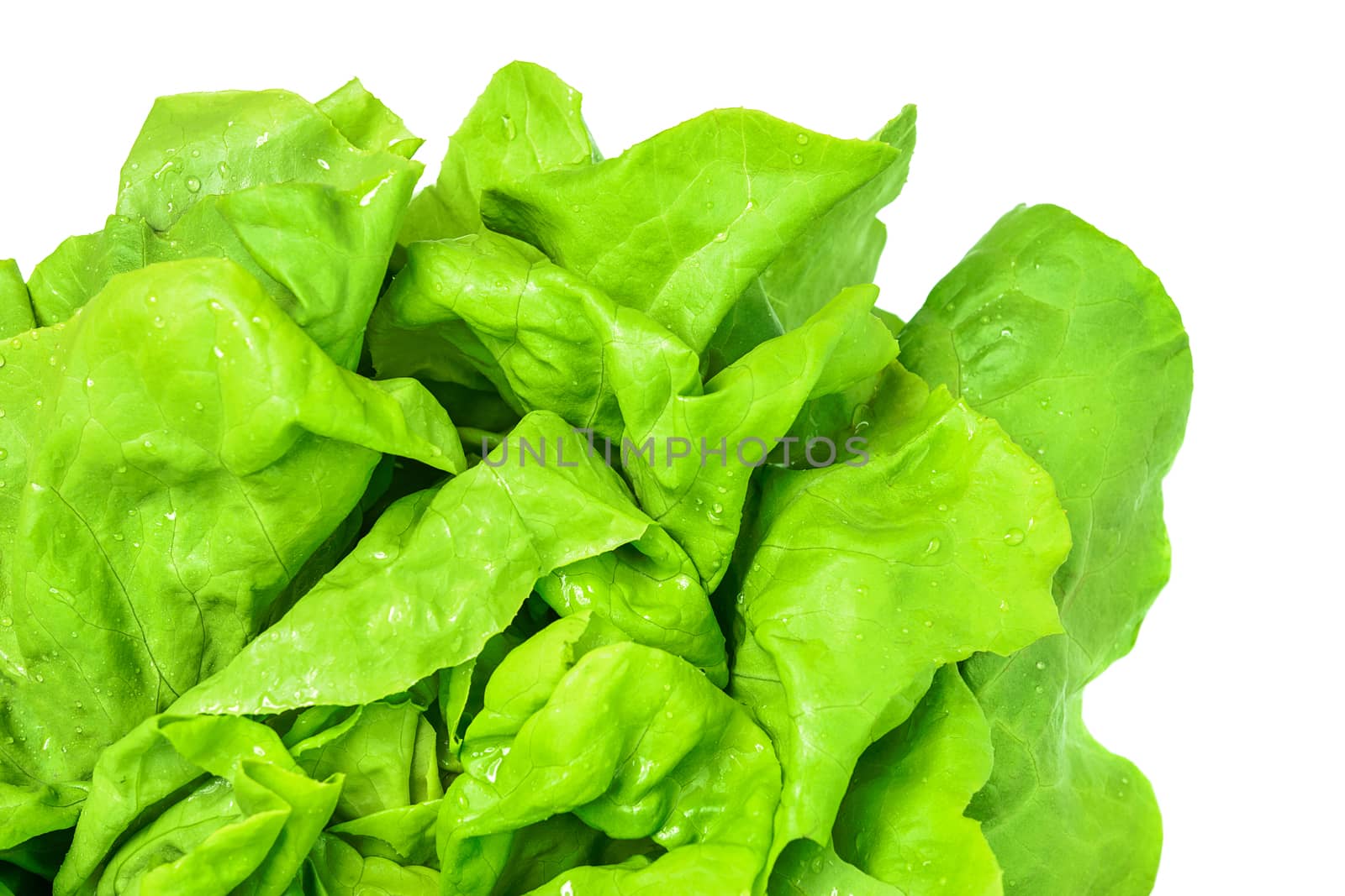 Top view of a fresh and green lettuce with water drops on a white background in close-up (high details).
