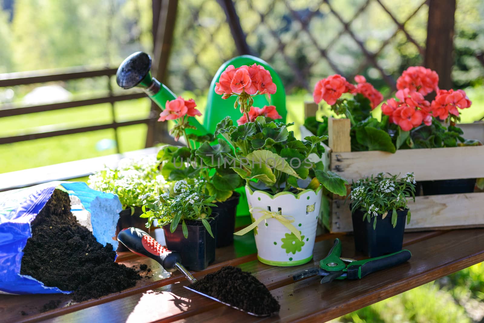 Concept of garden work - planting flowers in a garden gazebo on a sunny morning.