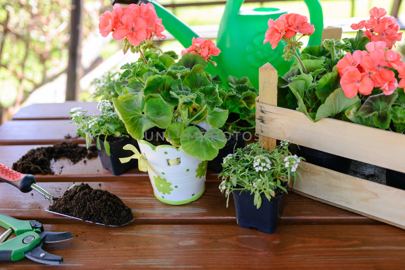 Concept of garden work - planting flowers in a garden gazebo.