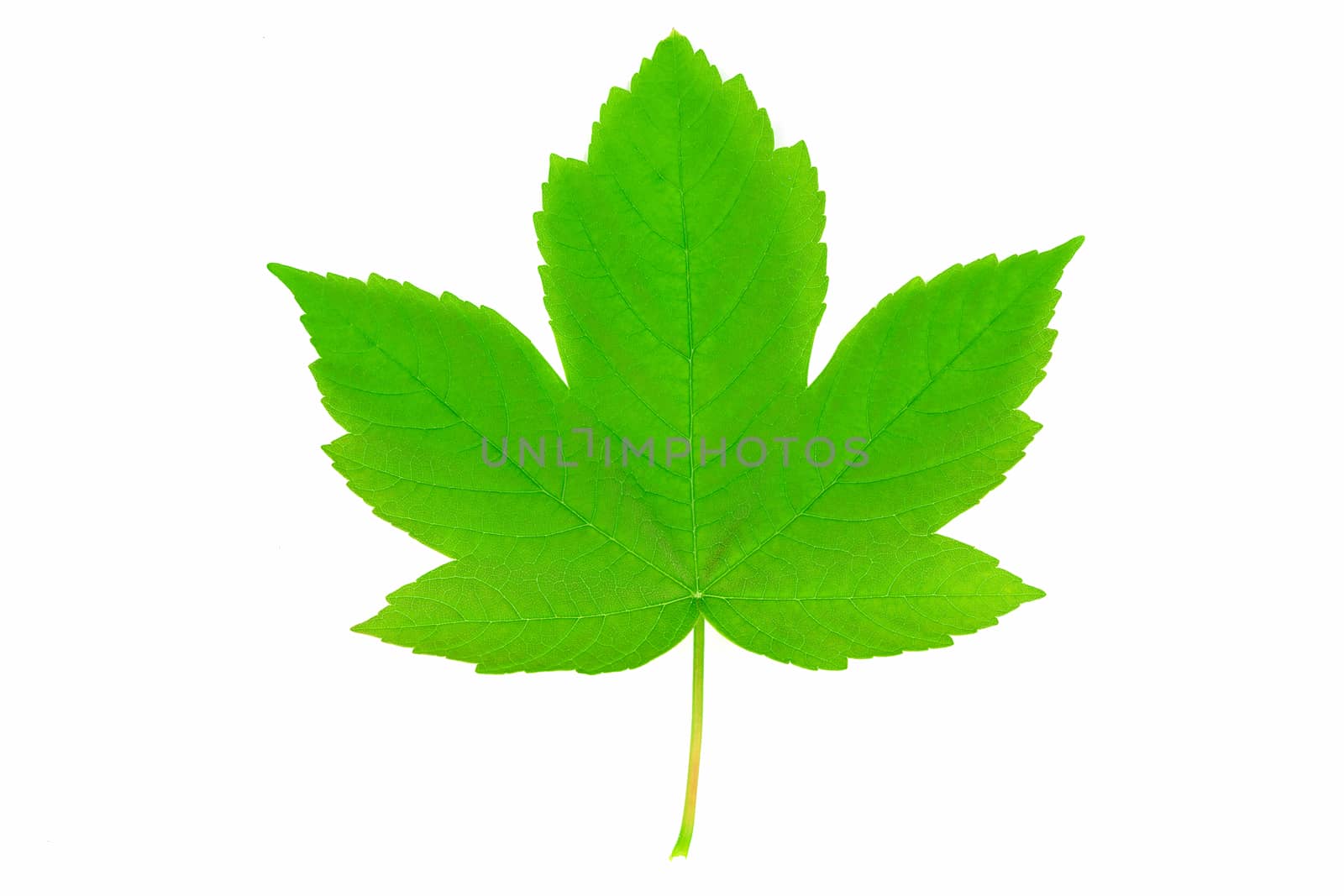 New life and spring time concept - perfect green sycamore maple leaf in close-up (high details)