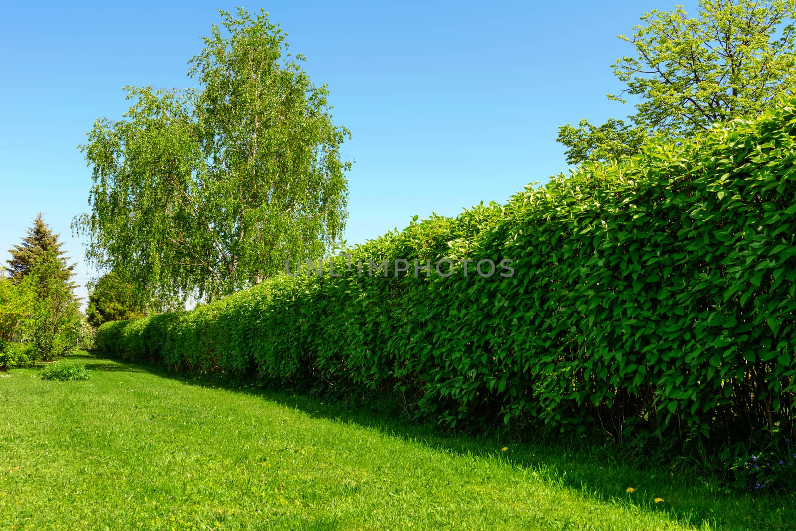 Home garden landscape - a green lawn and a big hedge on a blue sky background.