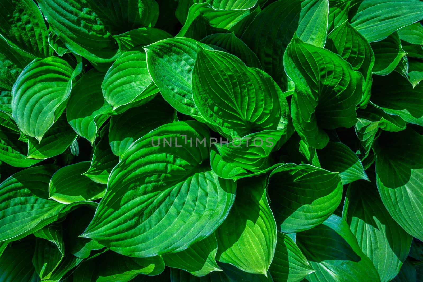 Natural abstract background with green leaves in close-up.