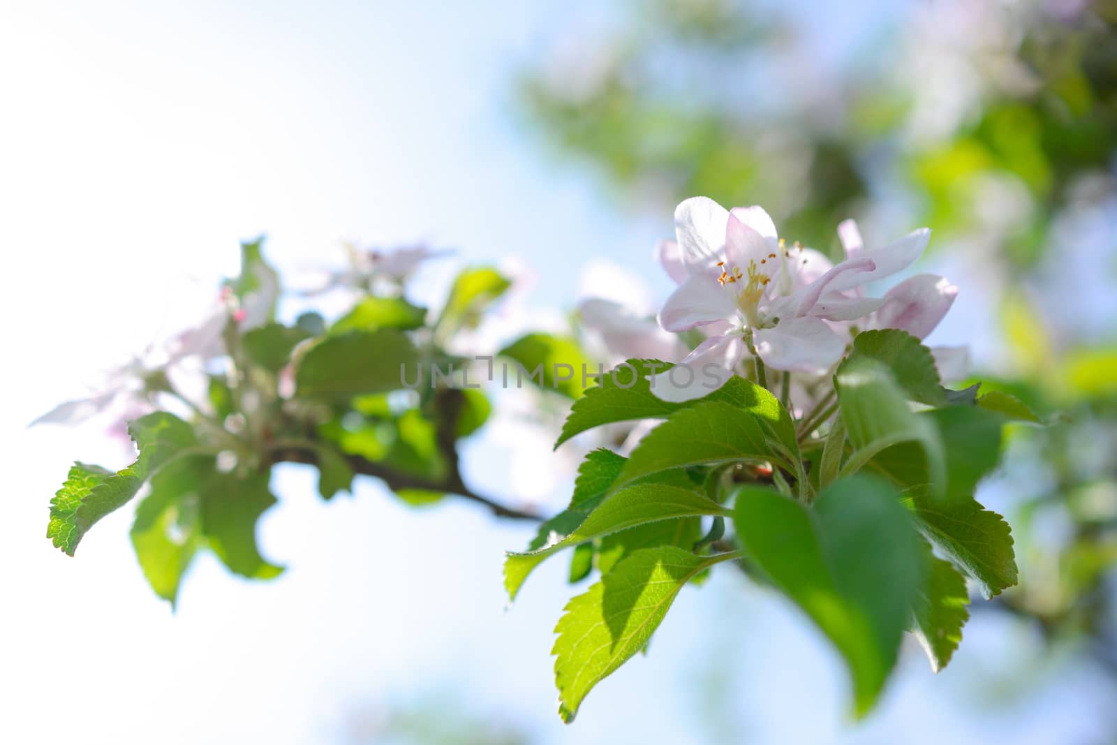 Beautifully blooming apple tree flowers in close-up (selective deep of field)