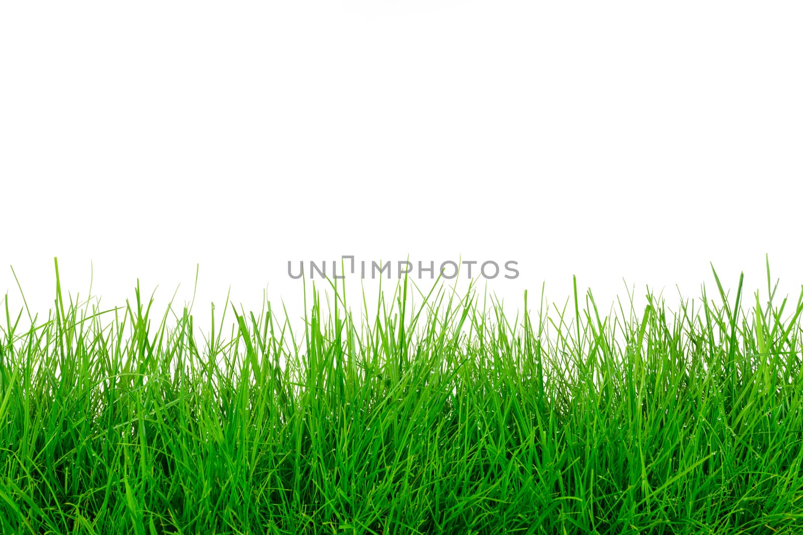 Green grass template by wdnet_studio