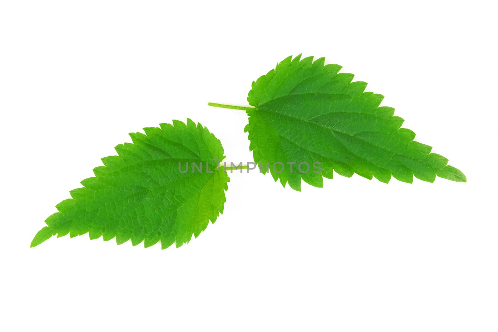 Stinging nettle leaves (Urtica Dioica) isolated on a white background in close-up