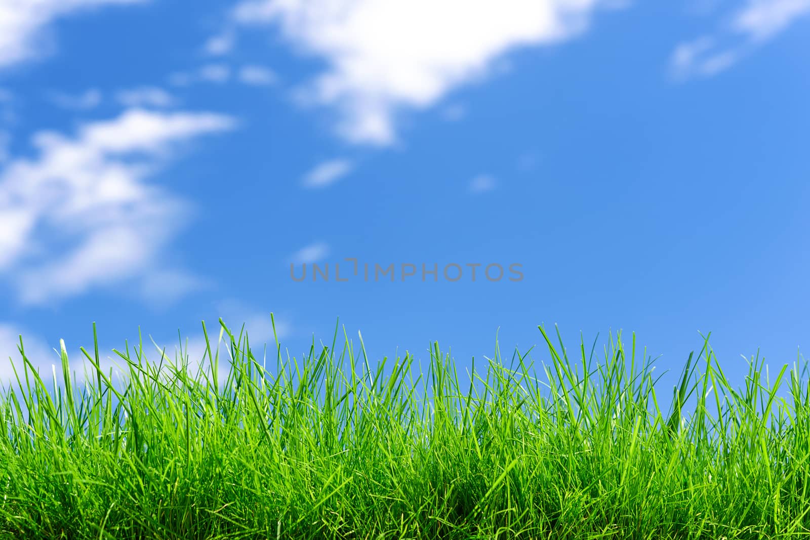 Idyllic nature landscape - field of fresh green grass on a blue sky background ( copy space)