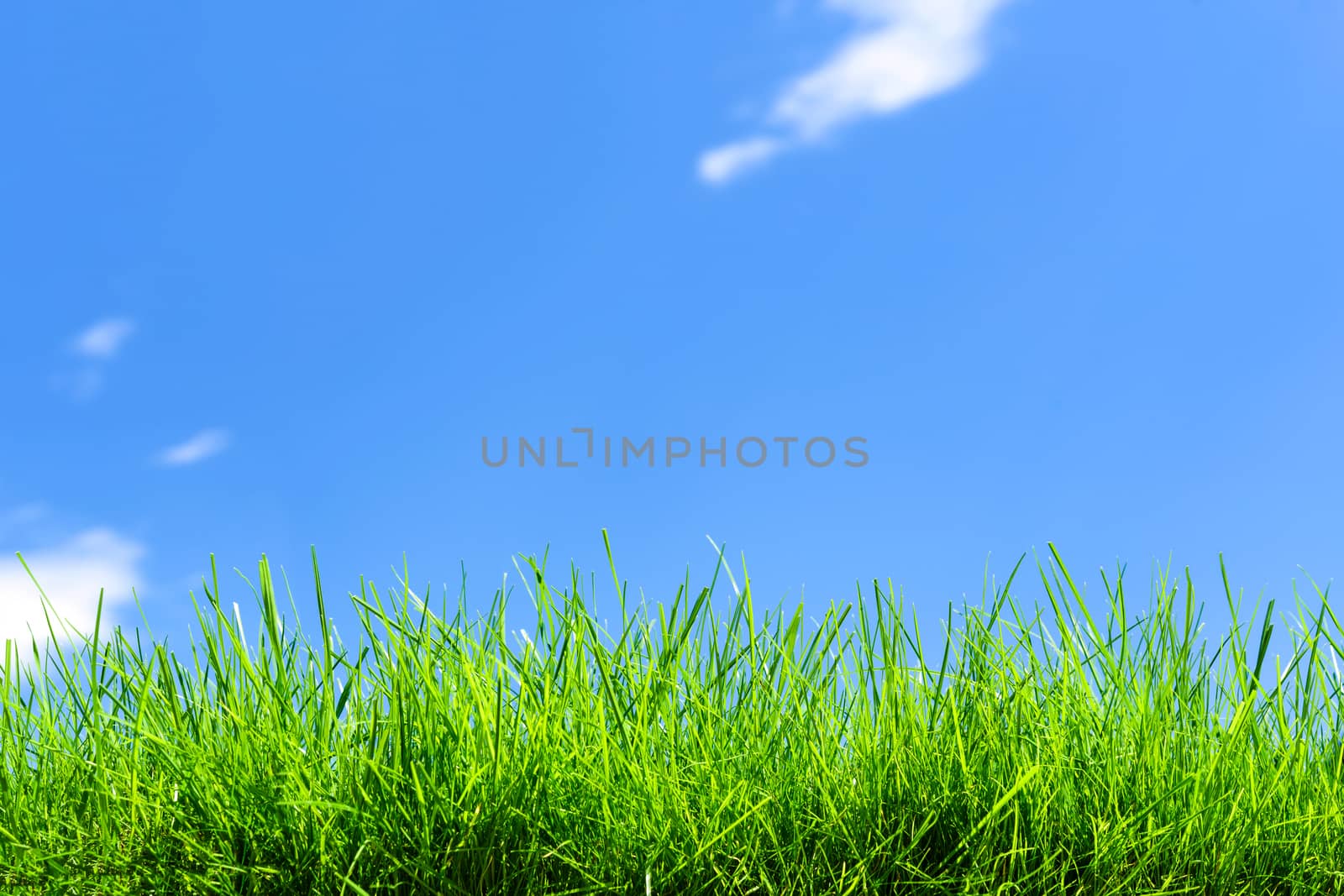 Idyllic nature landscape - field of fresh green grass on a blue sky background ( copy space)