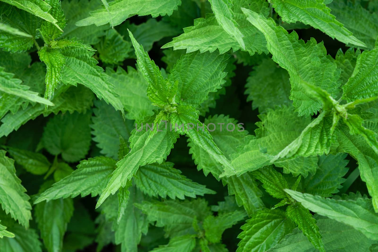 Natural herbal medicine background -  bunch of common nettle (Urtica dioica) in close-up